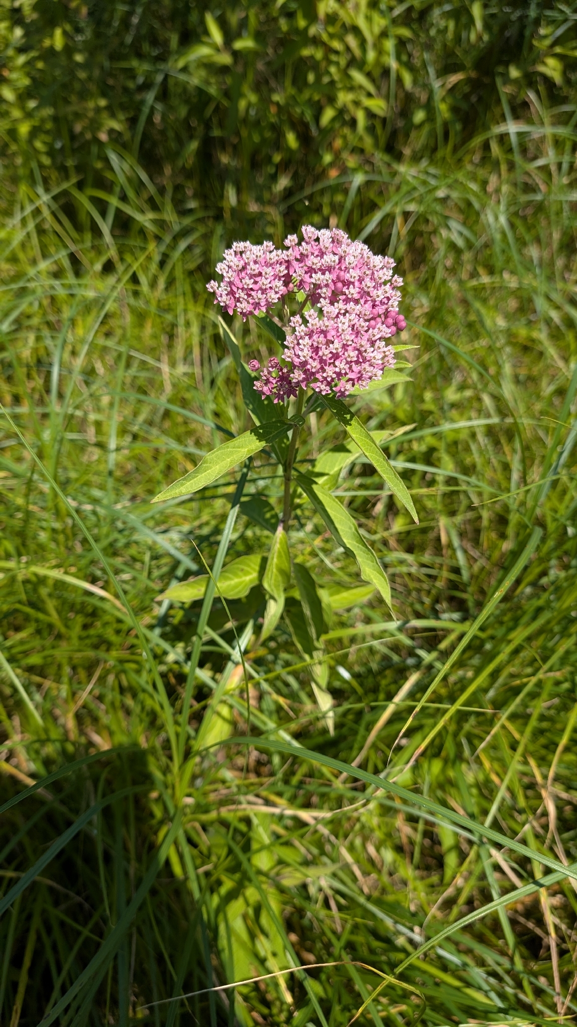 Asclepias incarnata — habit
