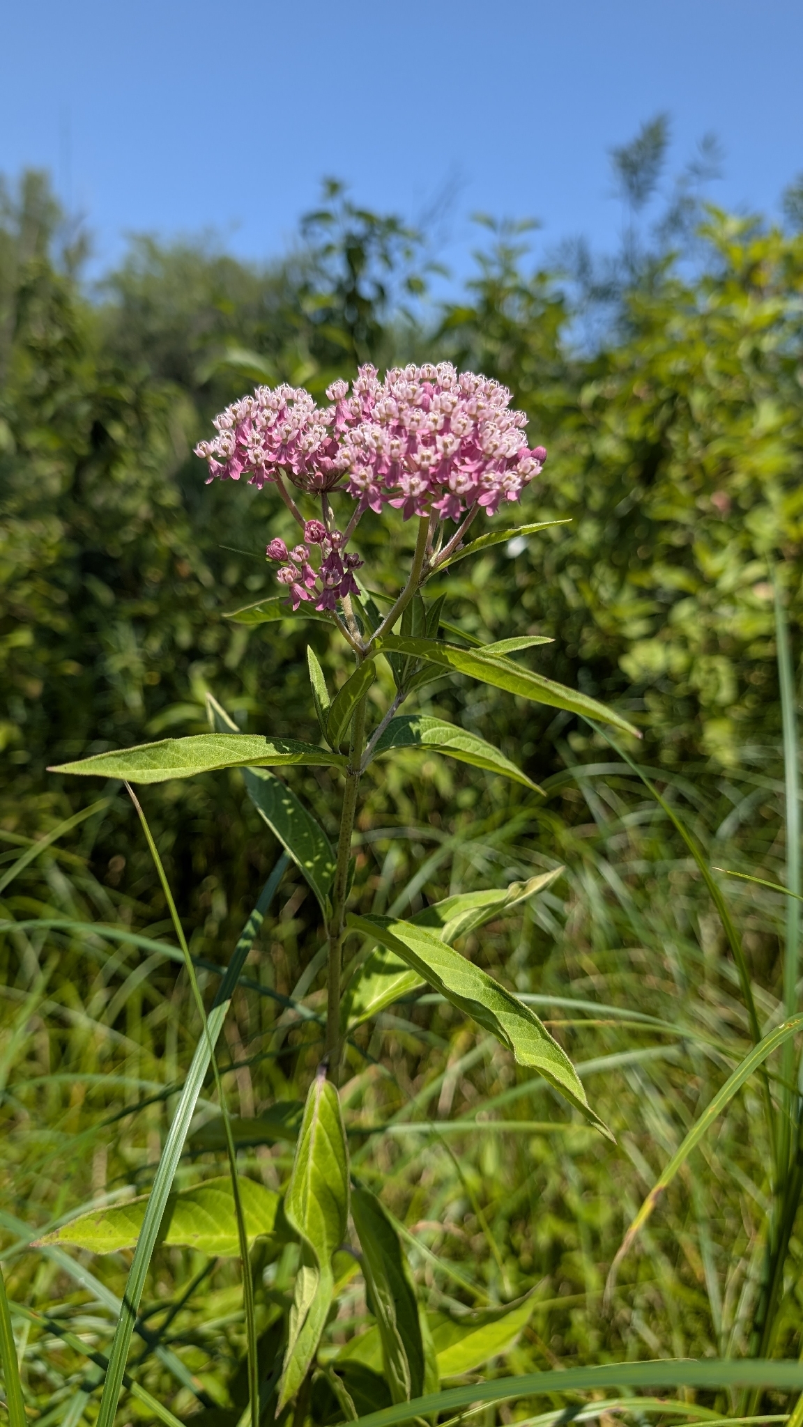 Asclepias incarnata — habit