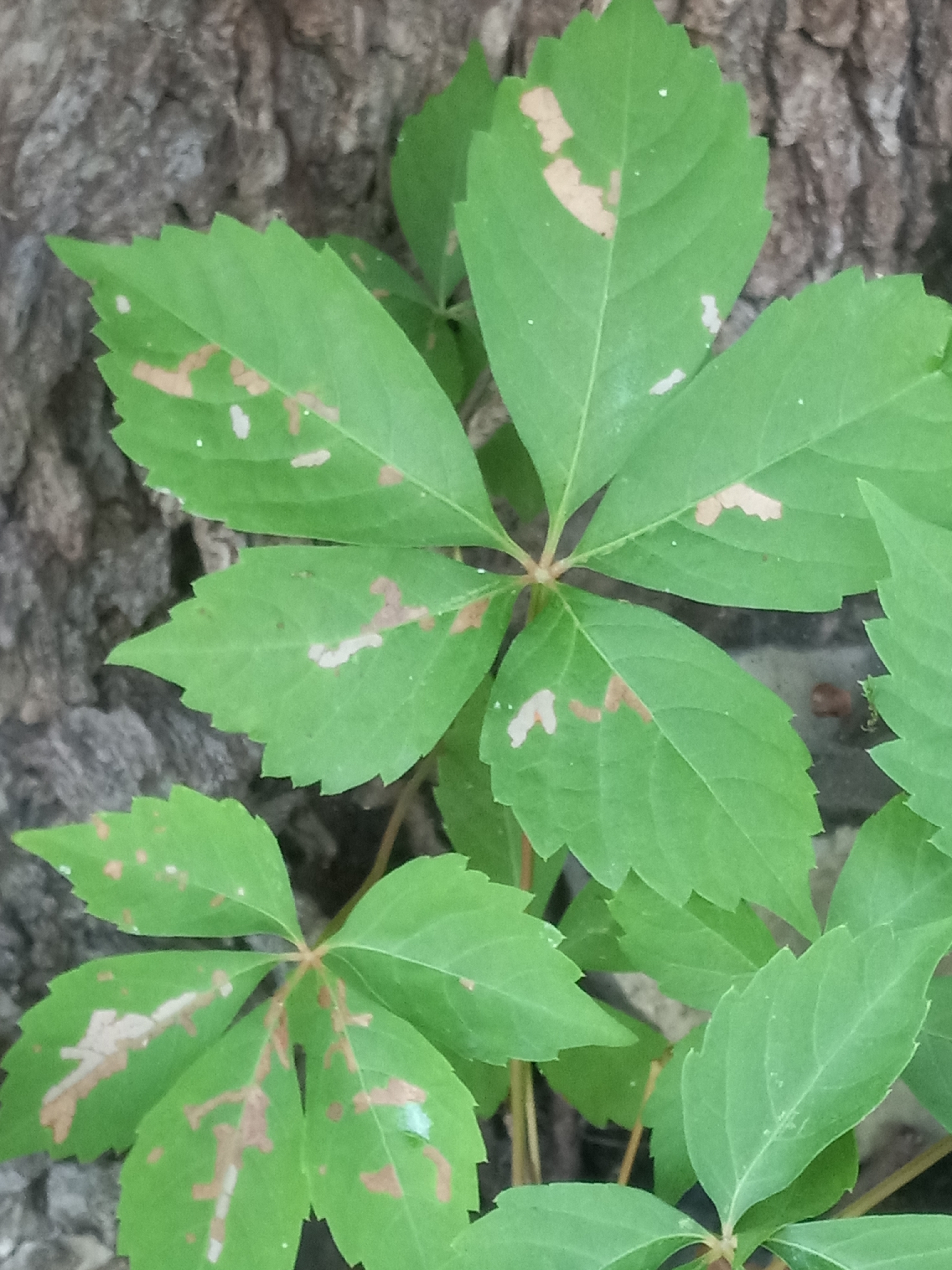 Parthenocissus quinquefolia — habit