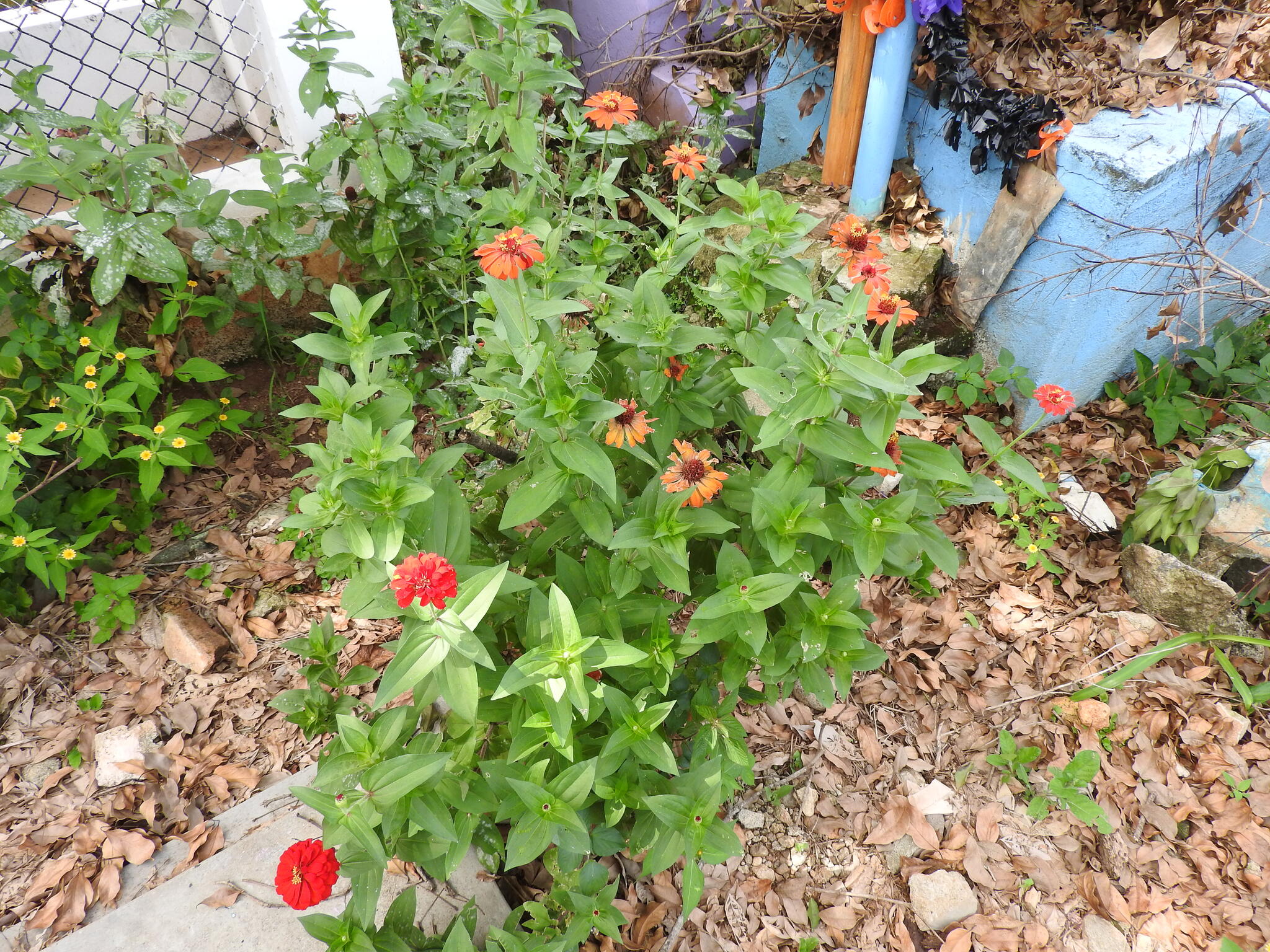 Zinnia elegans — habit