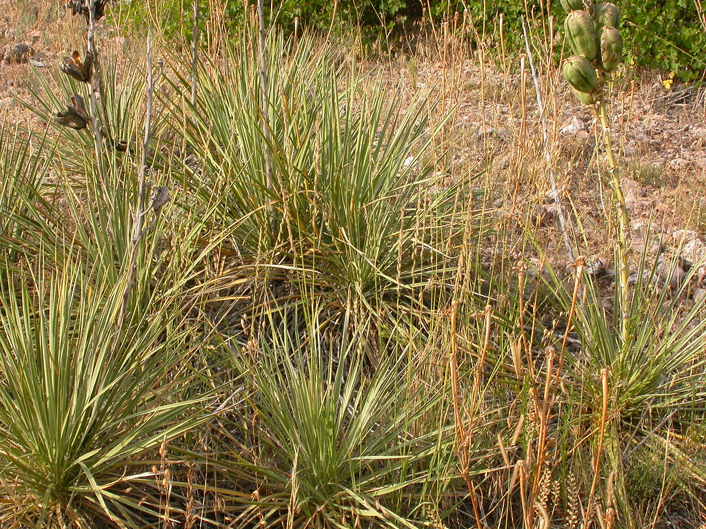 Bouteloua curtipendula &mdash; habit
