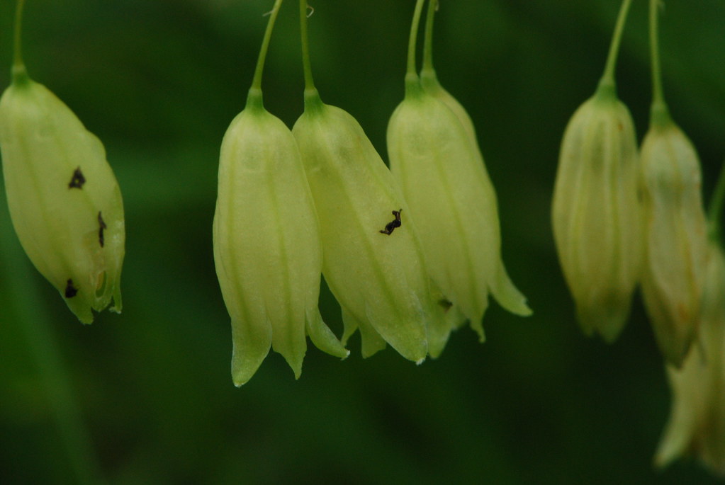 Polygonatum biflorum &mdash; habit