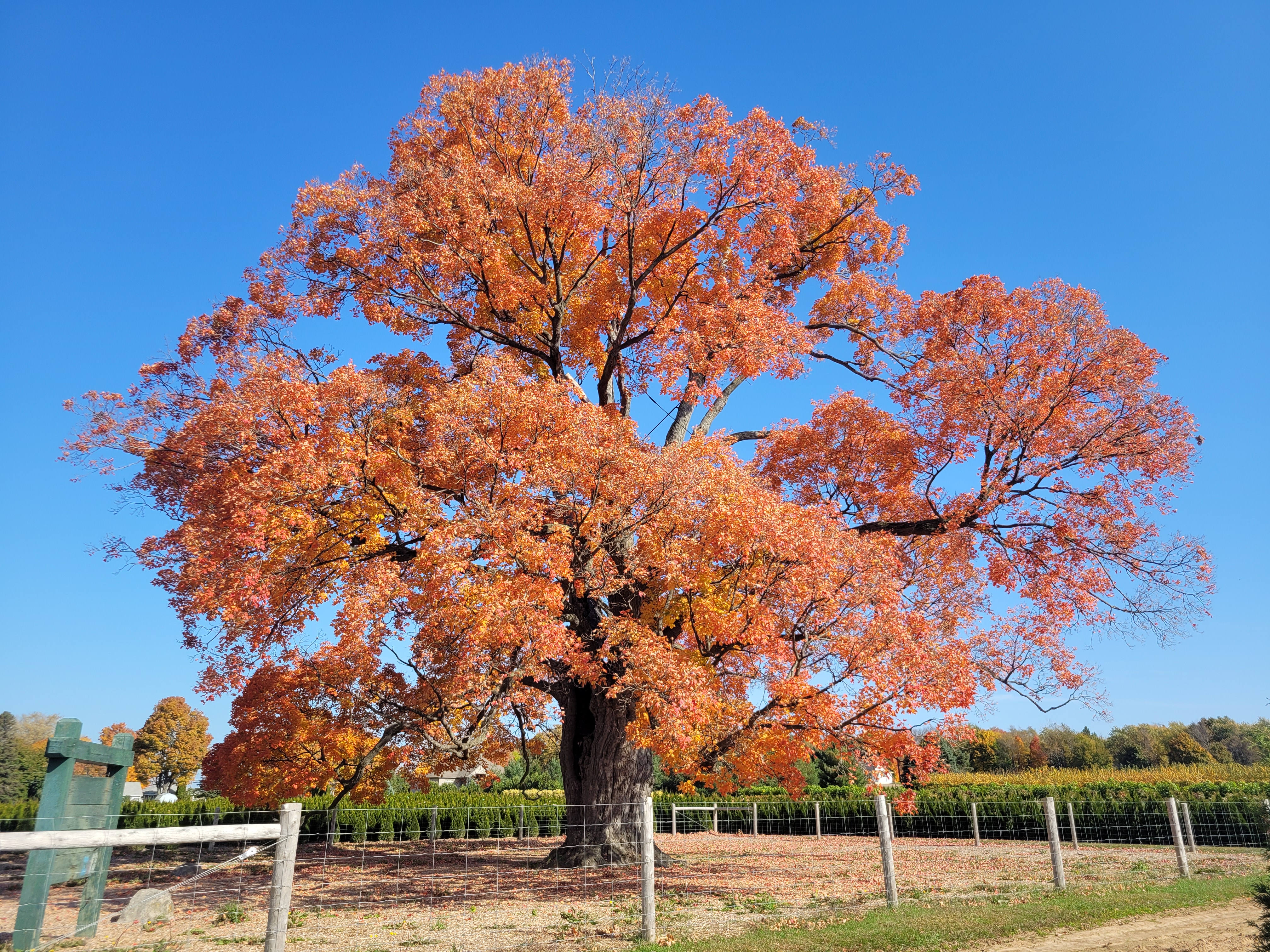 Acer saccharum — habit