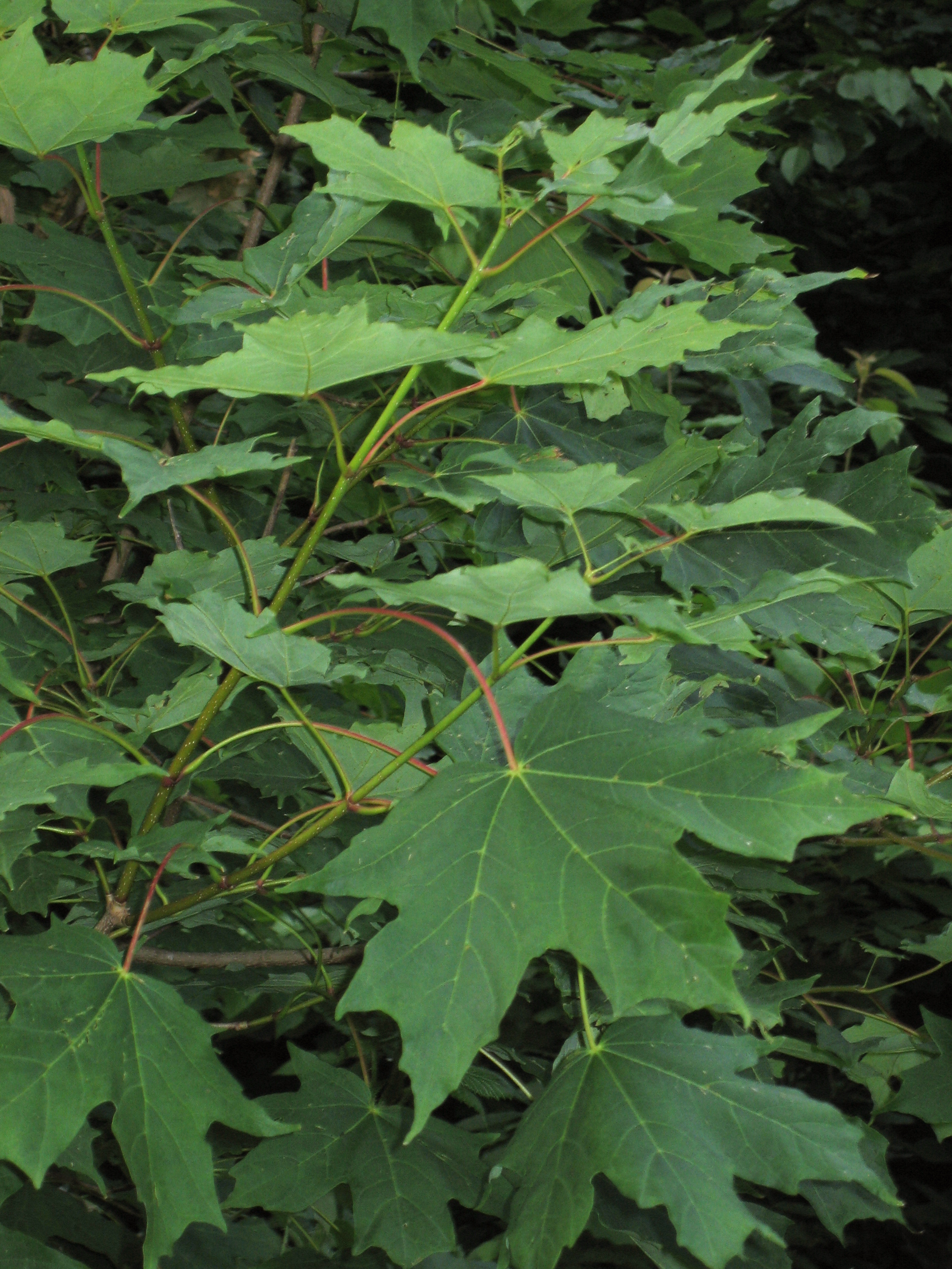 Acer saccharum — habit
