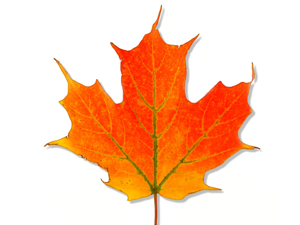 Acer saccharum — habit