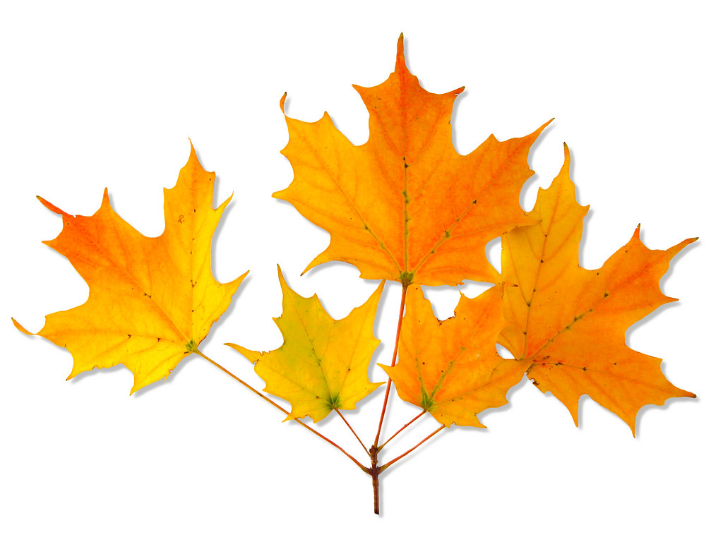 Acer saccharum — habit