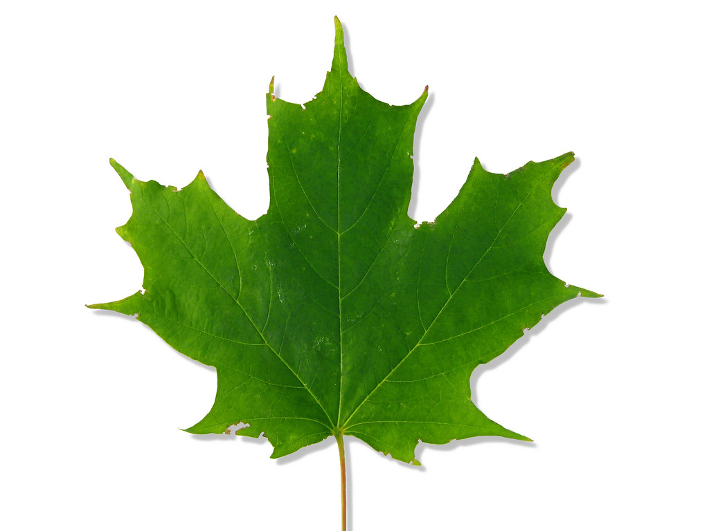 Acer saccharum — habit