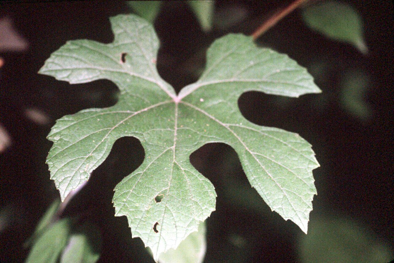Summer Grape (Vitis aestivalis) — clusters of dark purple grapes hanging beneath palmately-lobed leaves