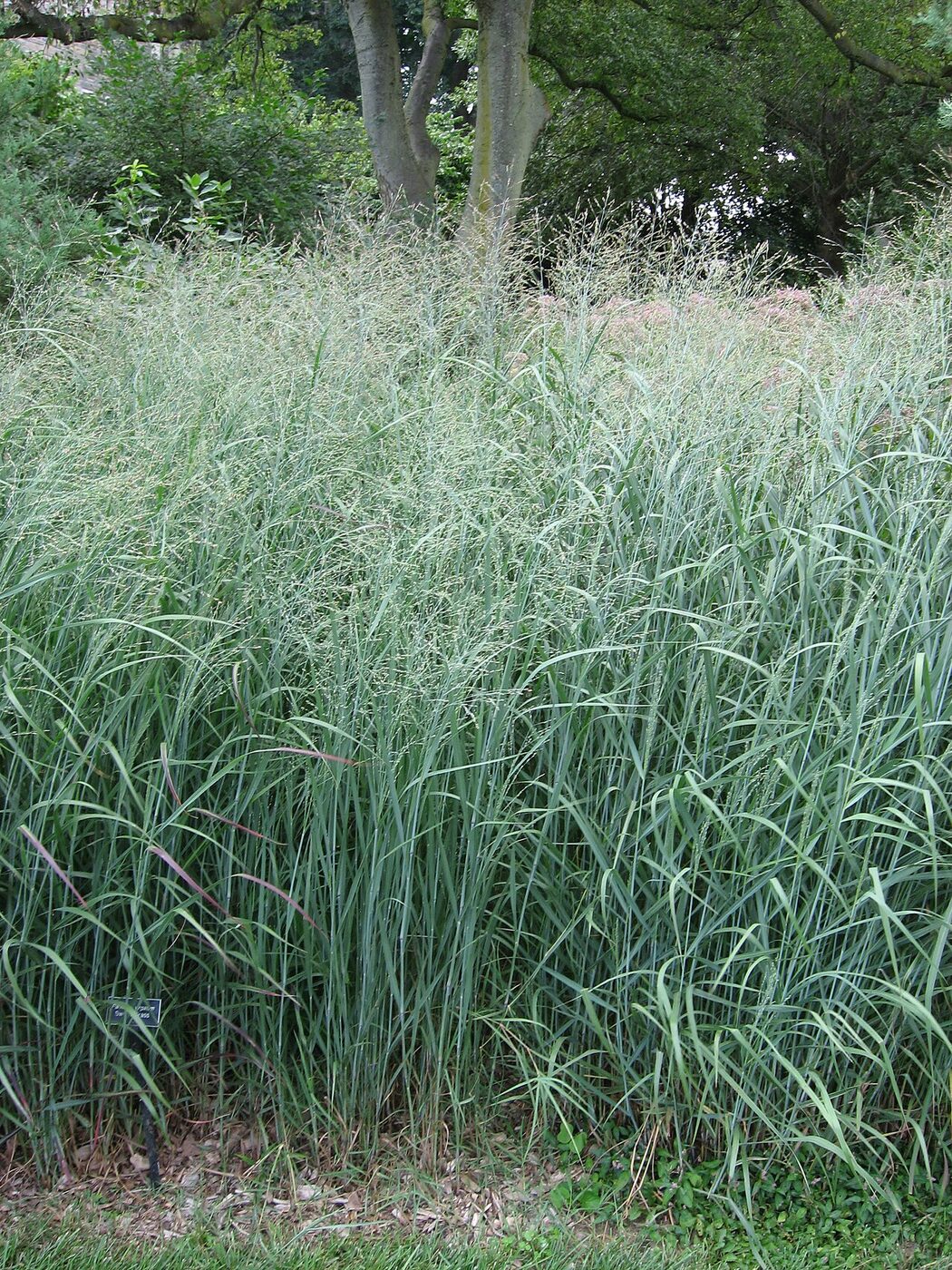 Switchgrass (Panicum virgatum) clump in late summer showing open pyramidal panicles