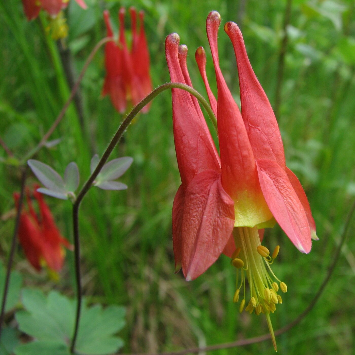 Wild Columbine (Aquilegia canadensis)
